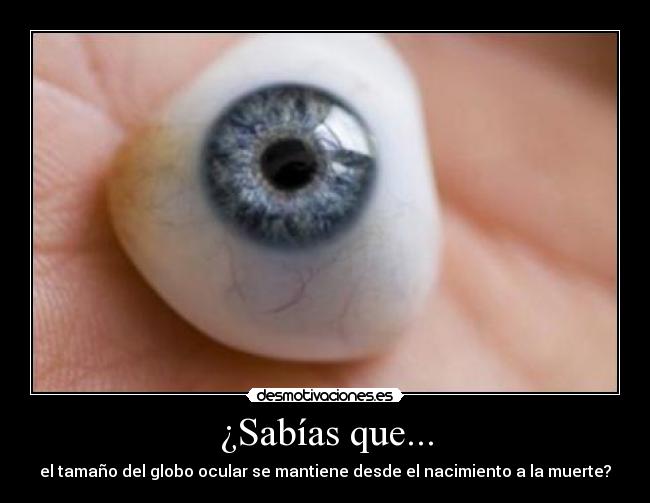 ¿Sabías que... - el tamaño del globo ocular se mantiene desde el nacimiento a la muerte?