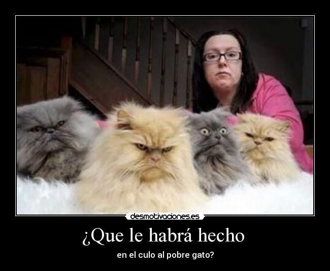 ¿Que le habrá hecho - en el culo al pobre gato?