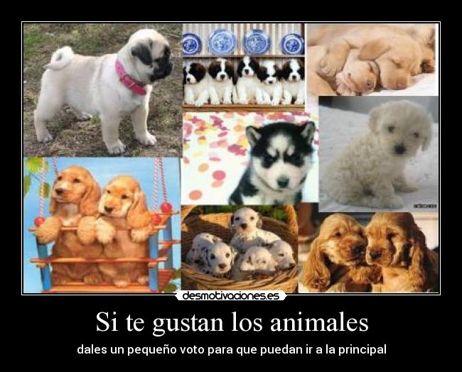 Si te gustan los animales - 