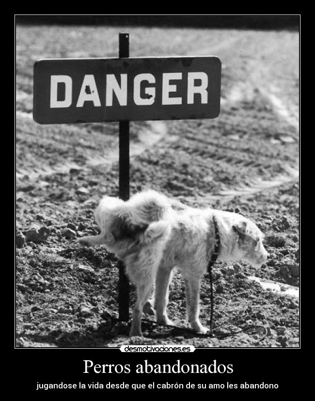 Perros abandonados -