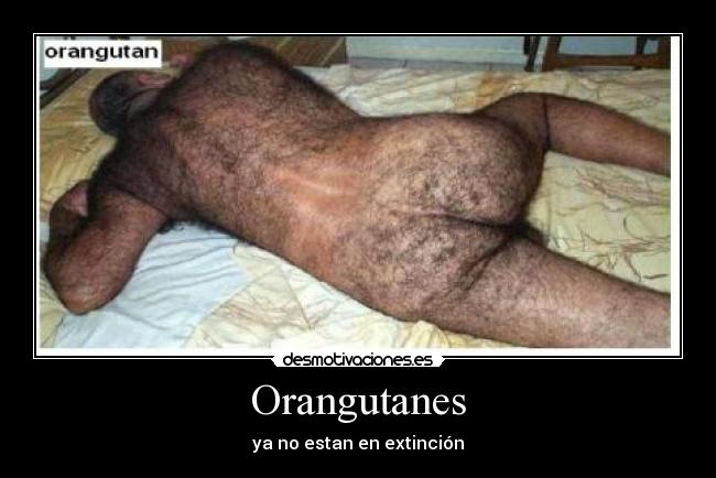 Orangutanes - ya no estan en extinción