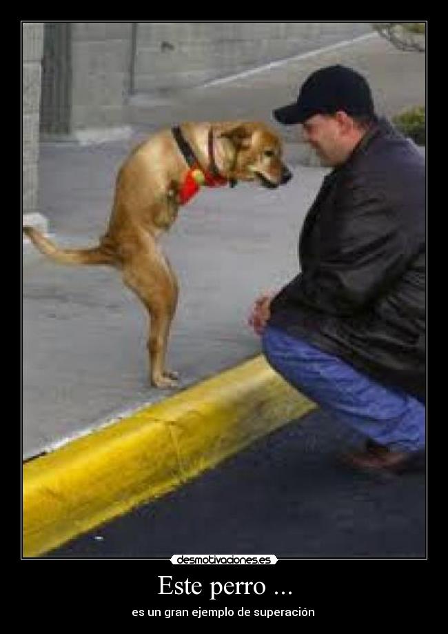 Este perro ... -