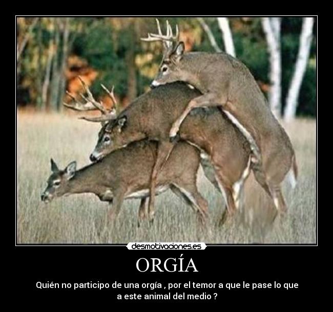 ORGÍA -