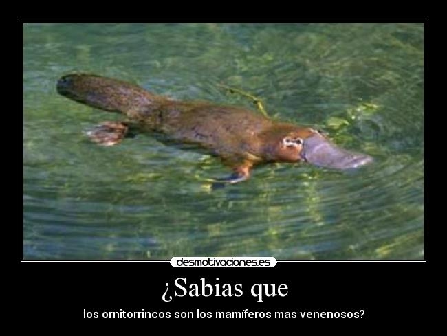 ¿Sabias que - los ornitorrincos son los mamíferos mas venenosos?