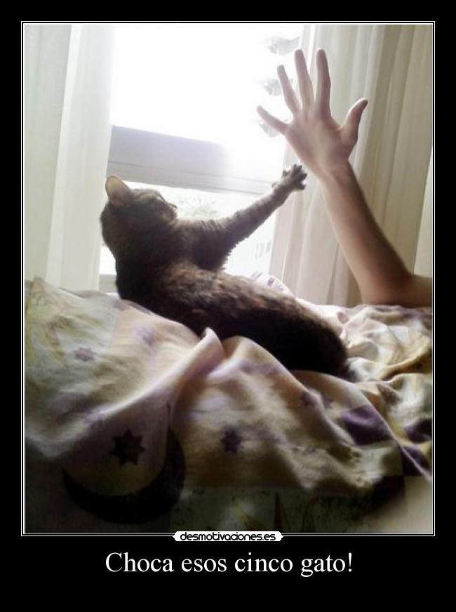 Choca esos cinco gato! -