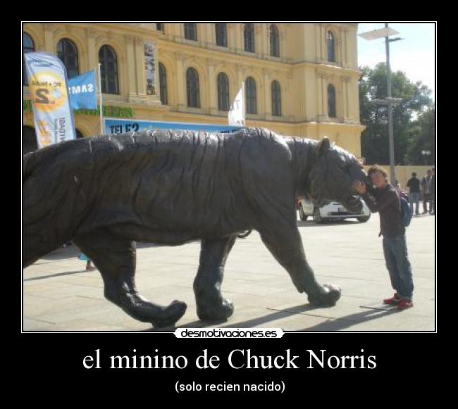 el minino de Chuck Norris - (solo recien nacido)