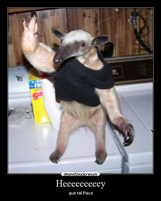 Heeeeeeeeey - que tal Paco