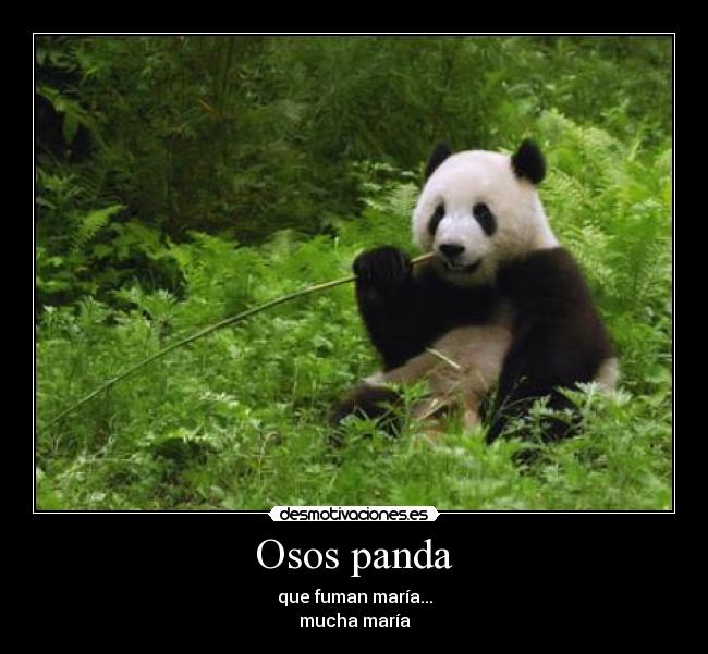 Osos panda -