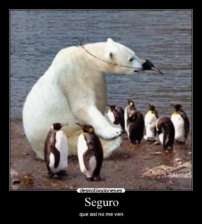 carteles oso polar pinguino desmotivaciones