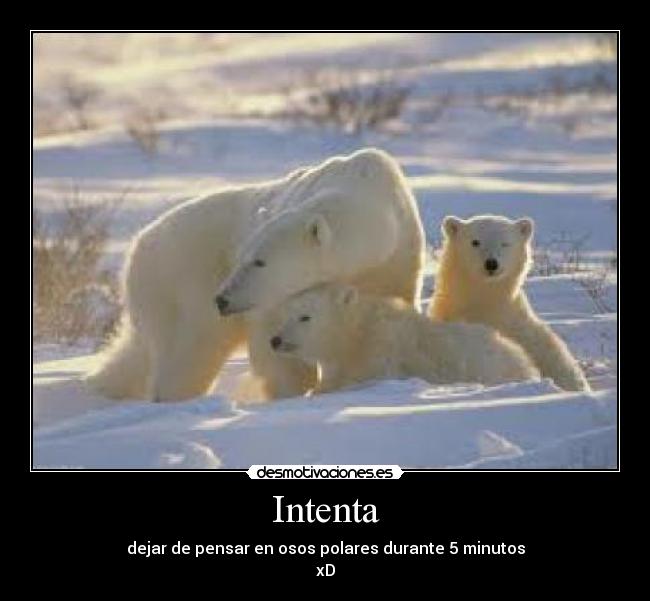 Intenta - 