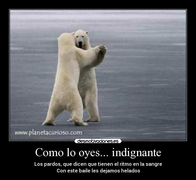 Como lo oyes... indignante - Los pardos, que dicen que tienen el ritmo en la sangre
Con este baile les dejamos helados