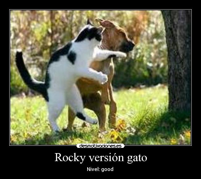 Rocky versión gato - Nivel: good 