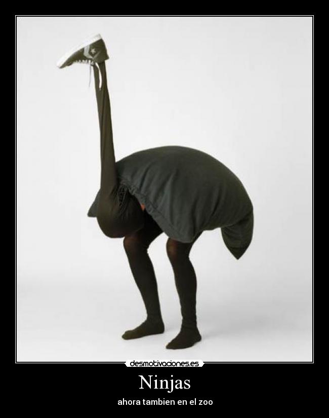Ninjas - ahora tambien en el zoo