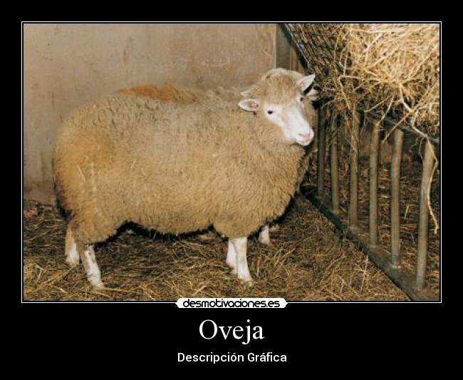 Oveja Desmotivaciones