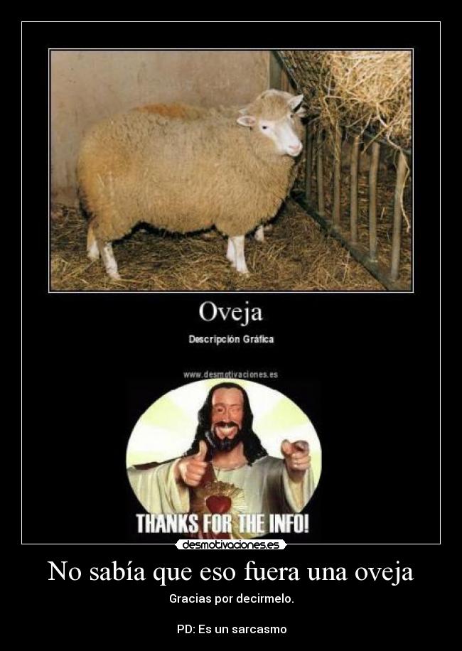 No sabía que eso fuera una oveja -