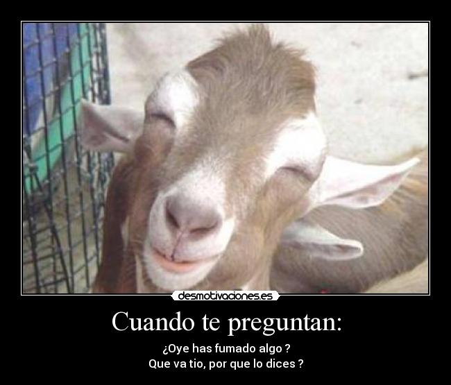 Cuando te preguntan: -
