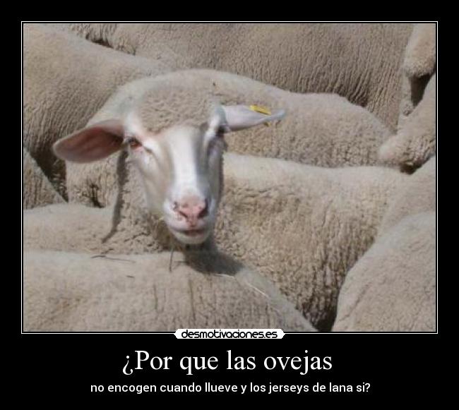 ¿Por que las ovejas -