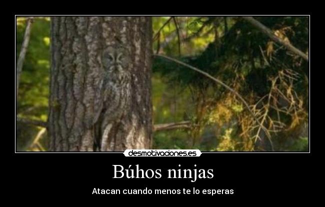 Búhos ninjas -