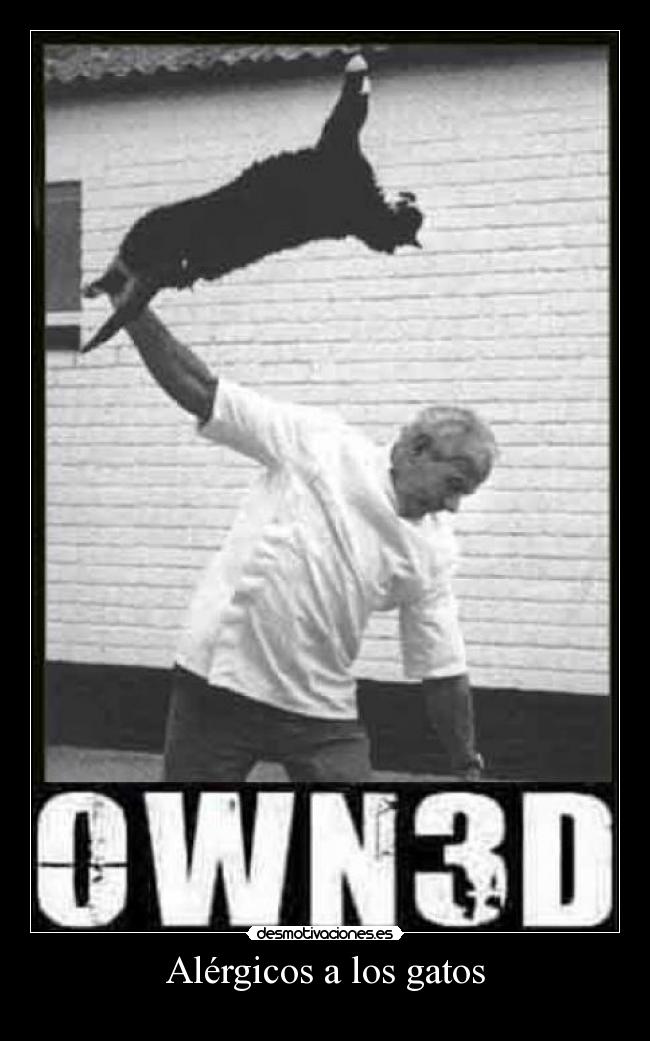Alérgicos a los gatos - 