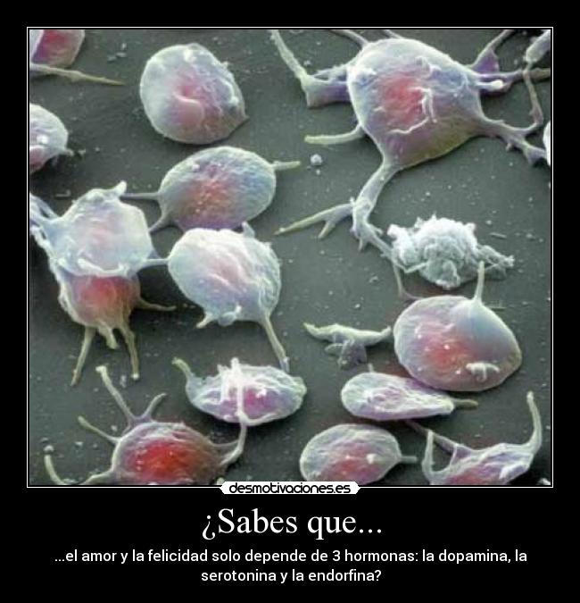 ¿Sabes que... - ...el amor y la felicidad solo depende de 3 hormonas: la dopamina, la
serotonina y la endorfina?