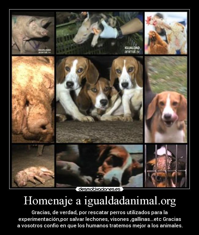 Homenaje a igualdadanimal.org - 
