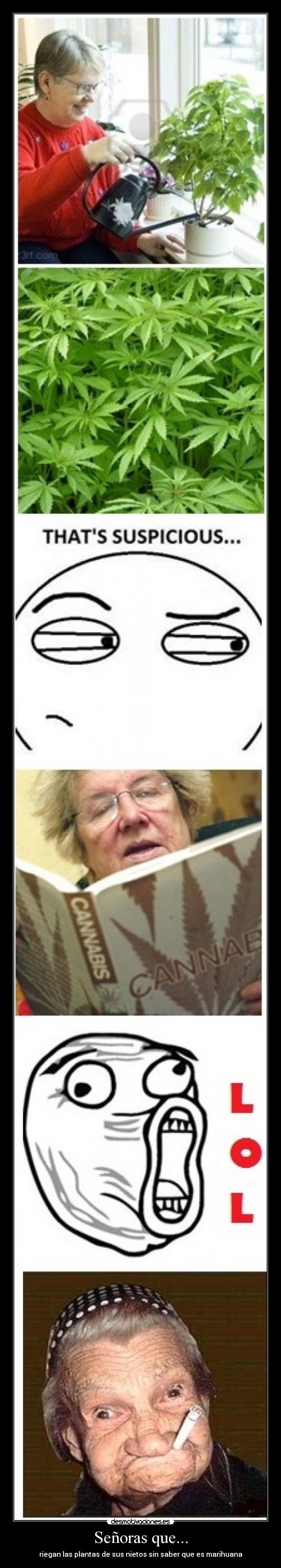 Señoras que... - riegan las plantas de sus nietos sin saber que es marihuana