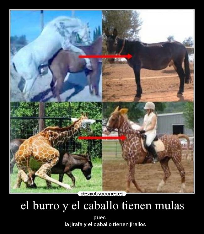 el burro y el caballo tienen mulas -