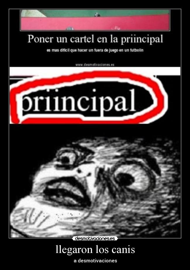 llegaron los canis - 