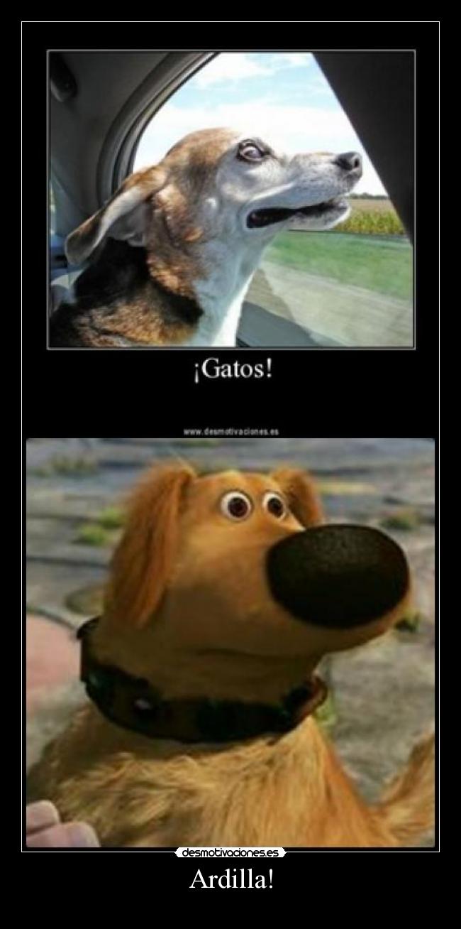 Ardilla! - 