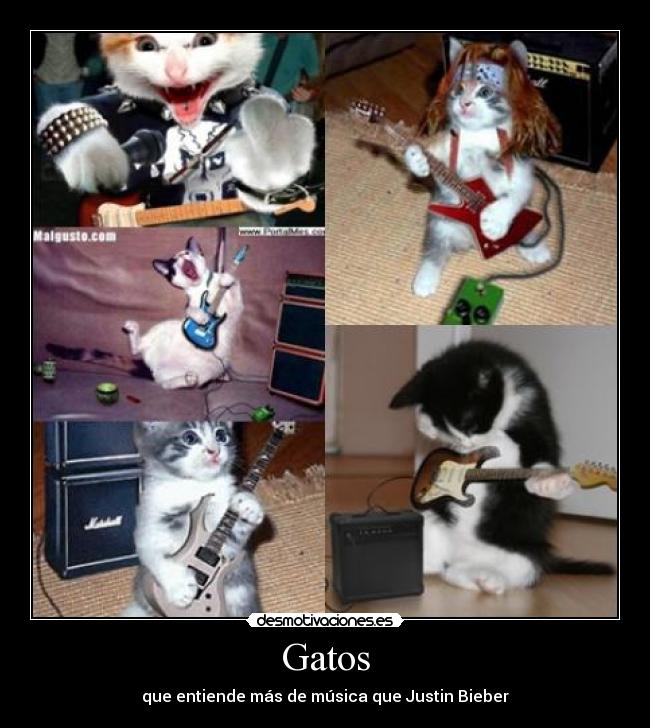 Gatos - 