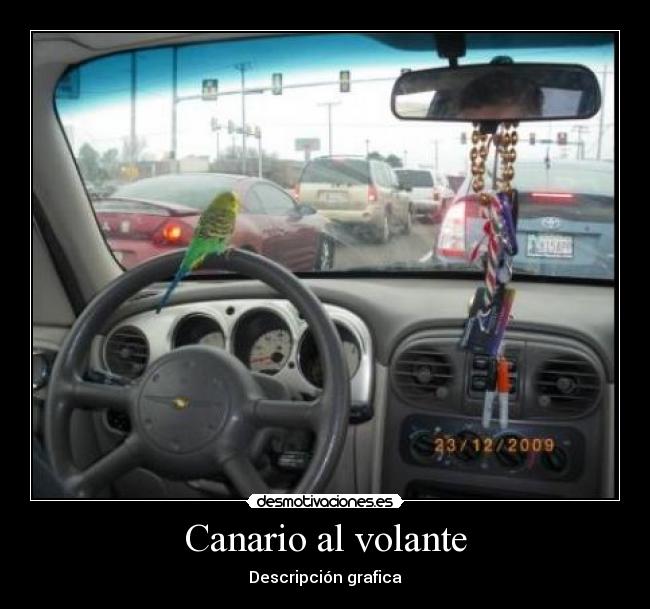 Canario al volante - Descripción grafica