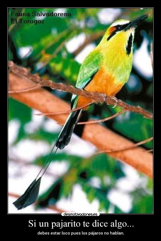 carteles pajaros desmotivaciones