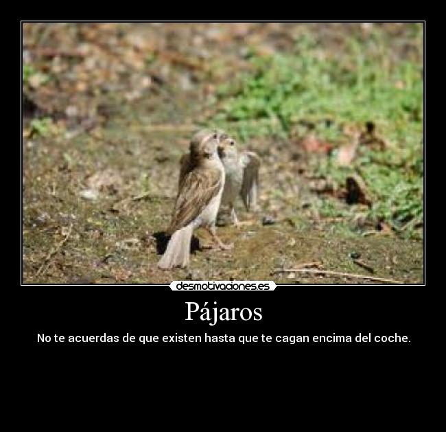 Pájaros -