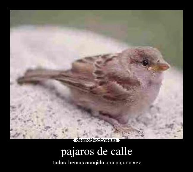 pajaros de calle - todos  hemos acogido uno alguna vez