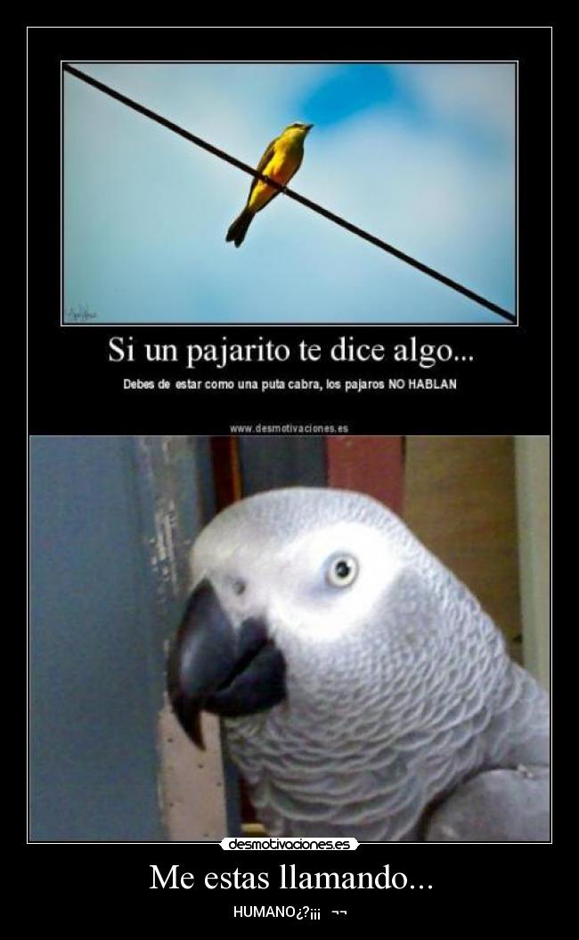 Me estas llamando... -