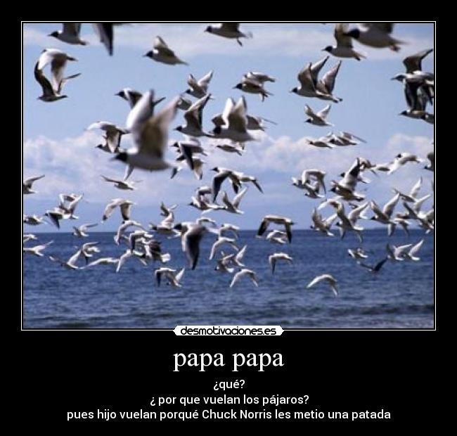 papa papa - ¿qué?
¿ por que vuelan los pájaros?
pues hijo vuelan porqué Chuck Norris les metio una patada