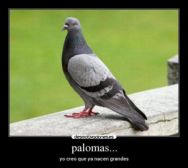 palomas... - yo creo que ya nacen grandes