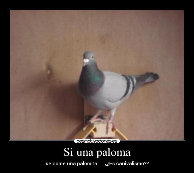 Si una paloma - se come una palomita.... ¿¿Es canivalismo??