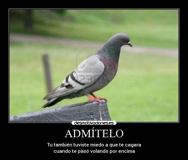ADMÍTELO -