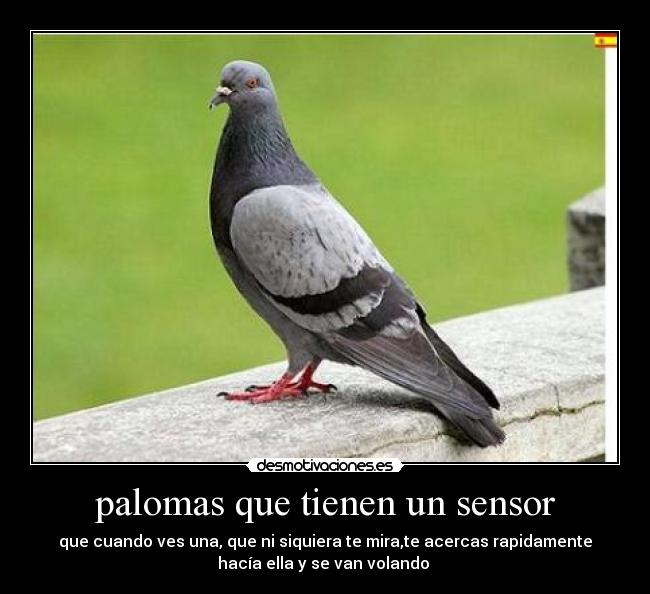 palomas que tienen un sensor - que cuando ves una, que ni siquiera te mira,te acercas rapidamente
hacía ella y se van volando