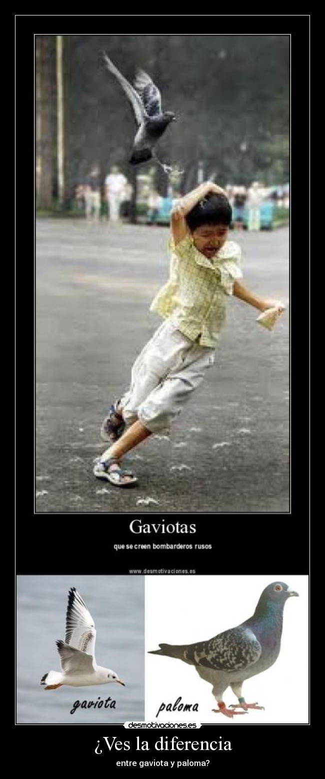 ¿Ves la diferencia - 