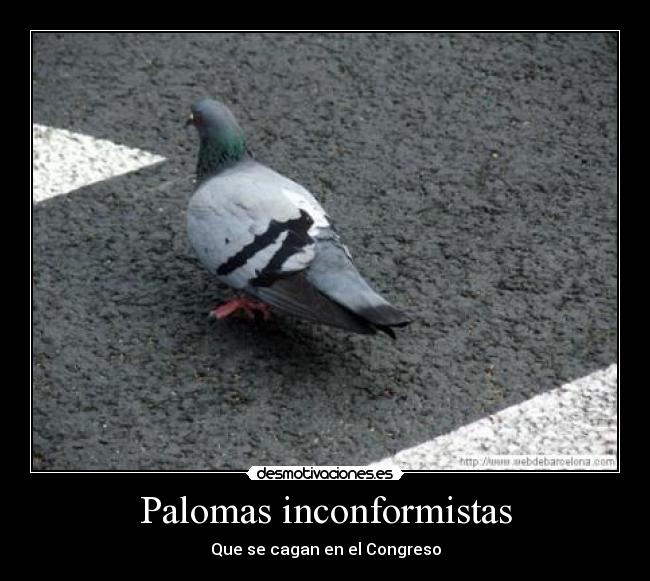 Palomas inconformistas -