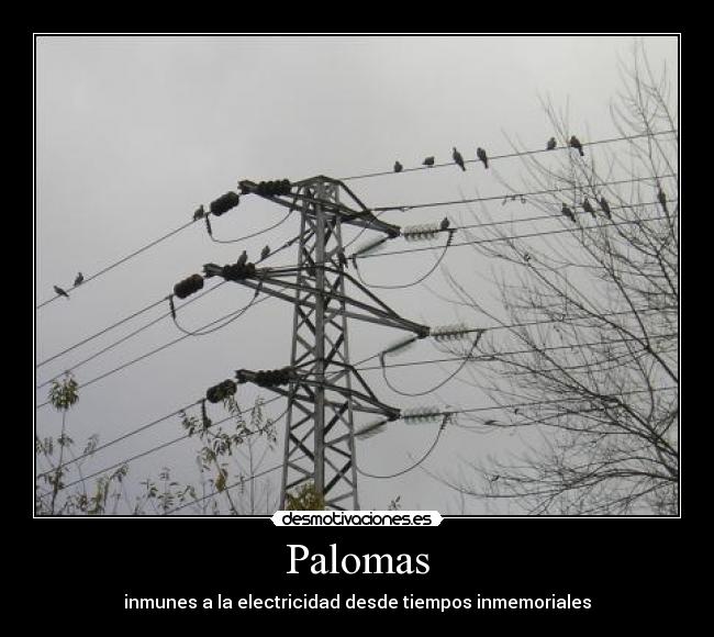 Palomas -