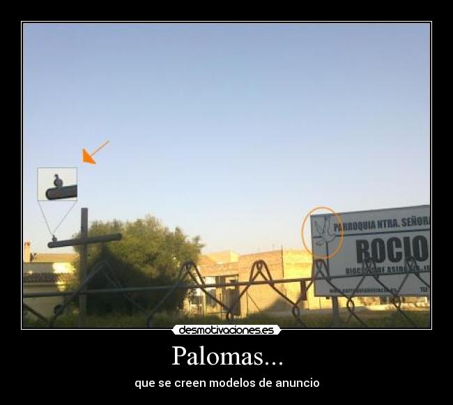 Palomas... -