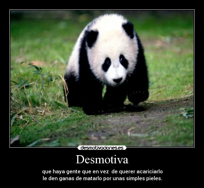 carteles panda desmotivaciones