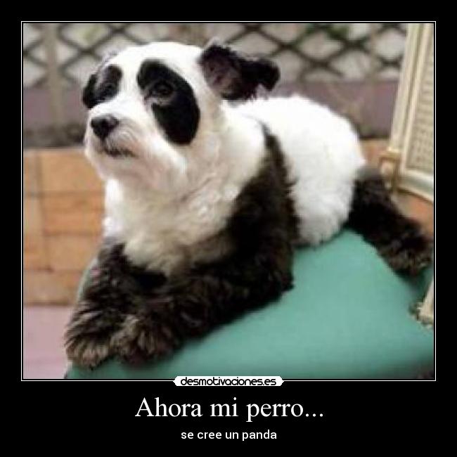 Ahora mi perro... - 