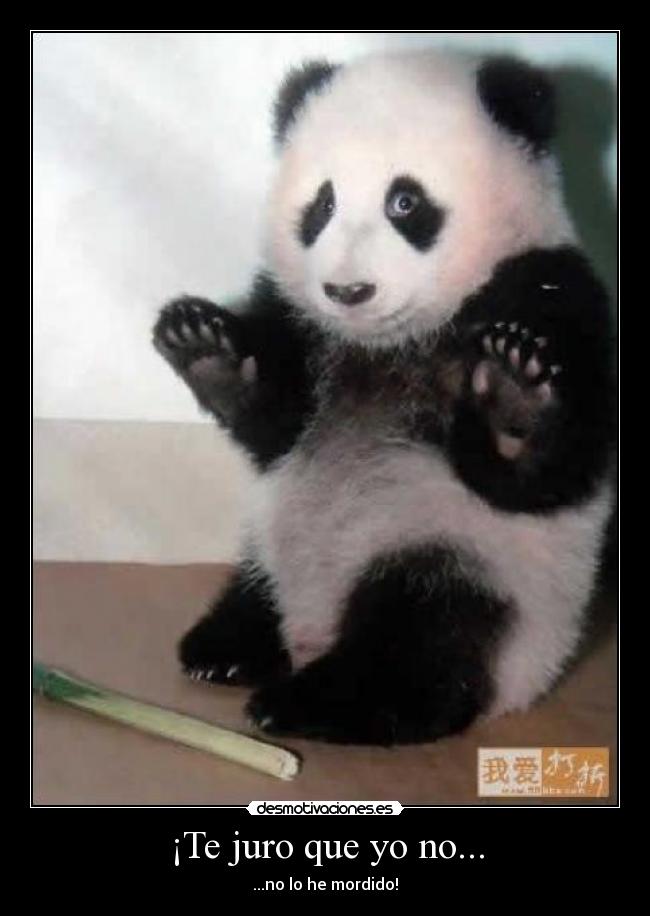 ¡Te juro que yo no... - 