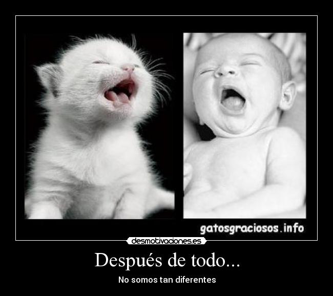 carteles gatosmono bebe desmotivaciones