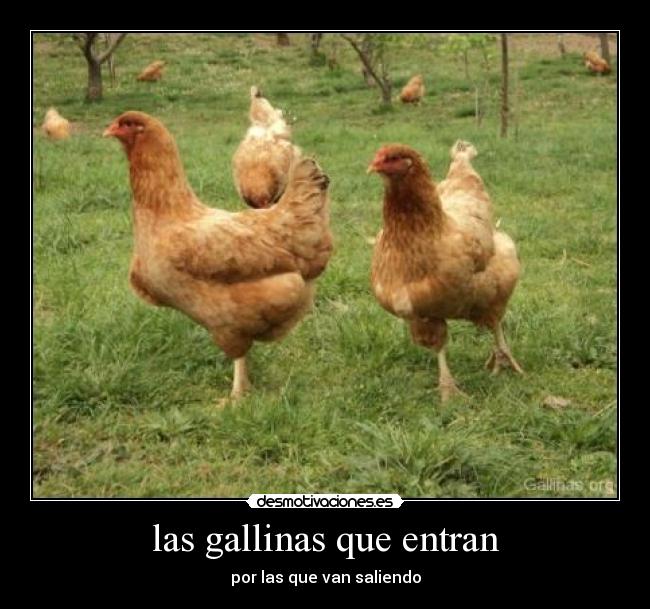 las gallinas que entran - por las que van saliendo