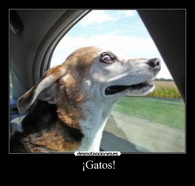 carteles gatos ventanilla perro desmotivaciones